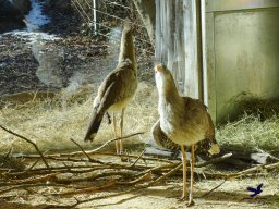Tiergarten Schönbrunn am 27.01.2026